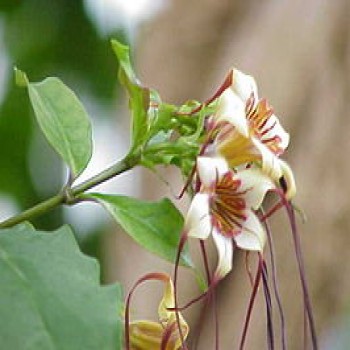 Strophanthus Gratus / Hispidus